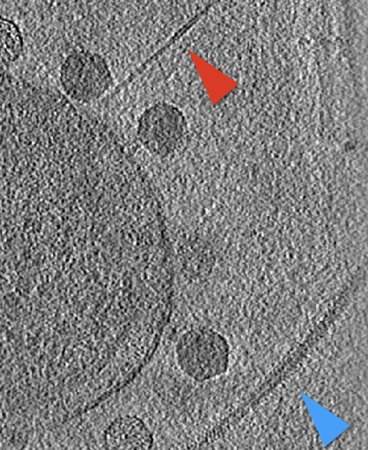 filament in tomogram