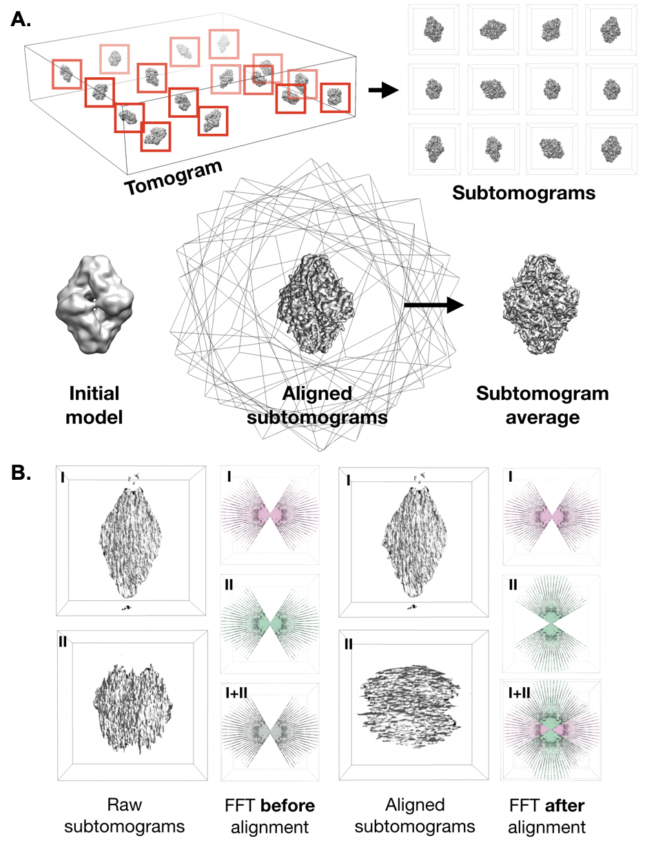 subtomoavg.png